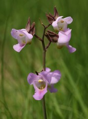 Eulophia cucullata