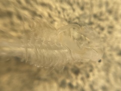 Branchinecta lindahli