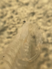 Branchinecta lindahli