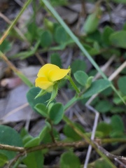 Crotalaria rotundifolia