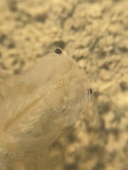 Branchinecta lindahli