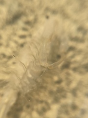 Branchinecta lindahli