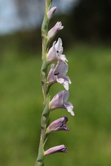 Gladiolus densiflorus