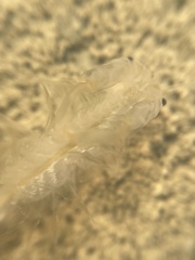 Branchinecta lindahli