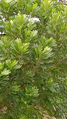 Simarouba glauca