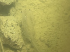 Branchinecta lindahli