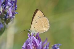 Polyommatus humedasae