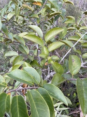 Annona