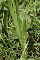 Gladiolus densiflorus