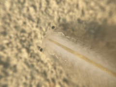 Branchinecta lindahli