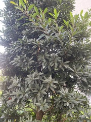 Ficus elastica
