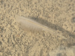 Branchinecta lindahli