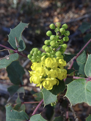 Berberis wilcoxii