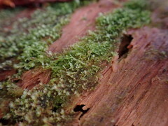 Cephalozia bicuspidata