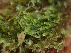 Cephalozia bicuspidata