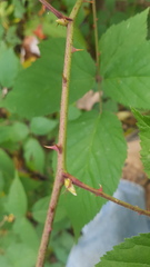Rubus allegheniensis