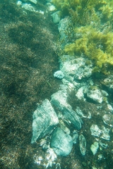 Sepioteuthis australis