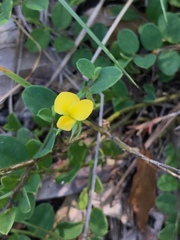 Crotalaria rotundifolia