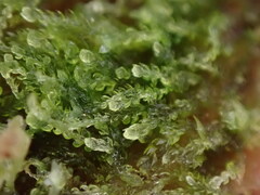 Cephalozia bicuspidata