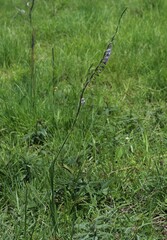 Gladiolus densiflorus