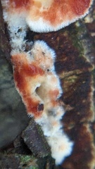 Stereum rugosum