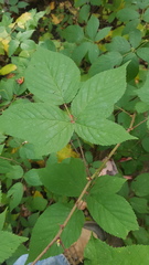 Rubus allegheniensis