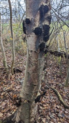 Betula
