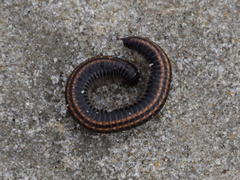 Ommatoiulus sabulosus