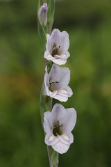 Gladiolus densiflorus