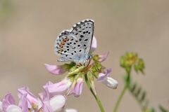 Pseudophilotes baton