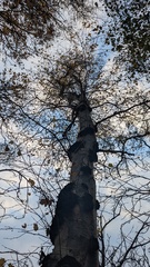 Betula