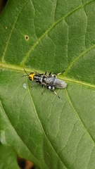 Cyphomyia