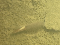 Branchinecta lindahli