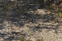 Crotalus cerastes laterorepens