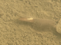 Branchinecta lindahli