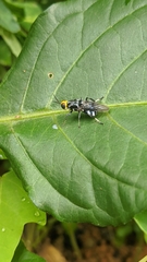 Cyphomyia