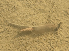 Branchinecta lindahli