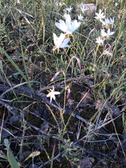 Hesperantha bachmannii