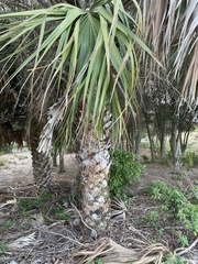 Sabal palmetto