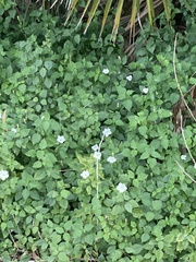 Parietaria floridana