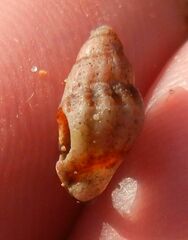 Buccinoidea