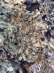 Flavopunctelia soredica