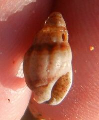 Buccinoidea