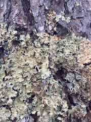 Flavopunctelia soredica