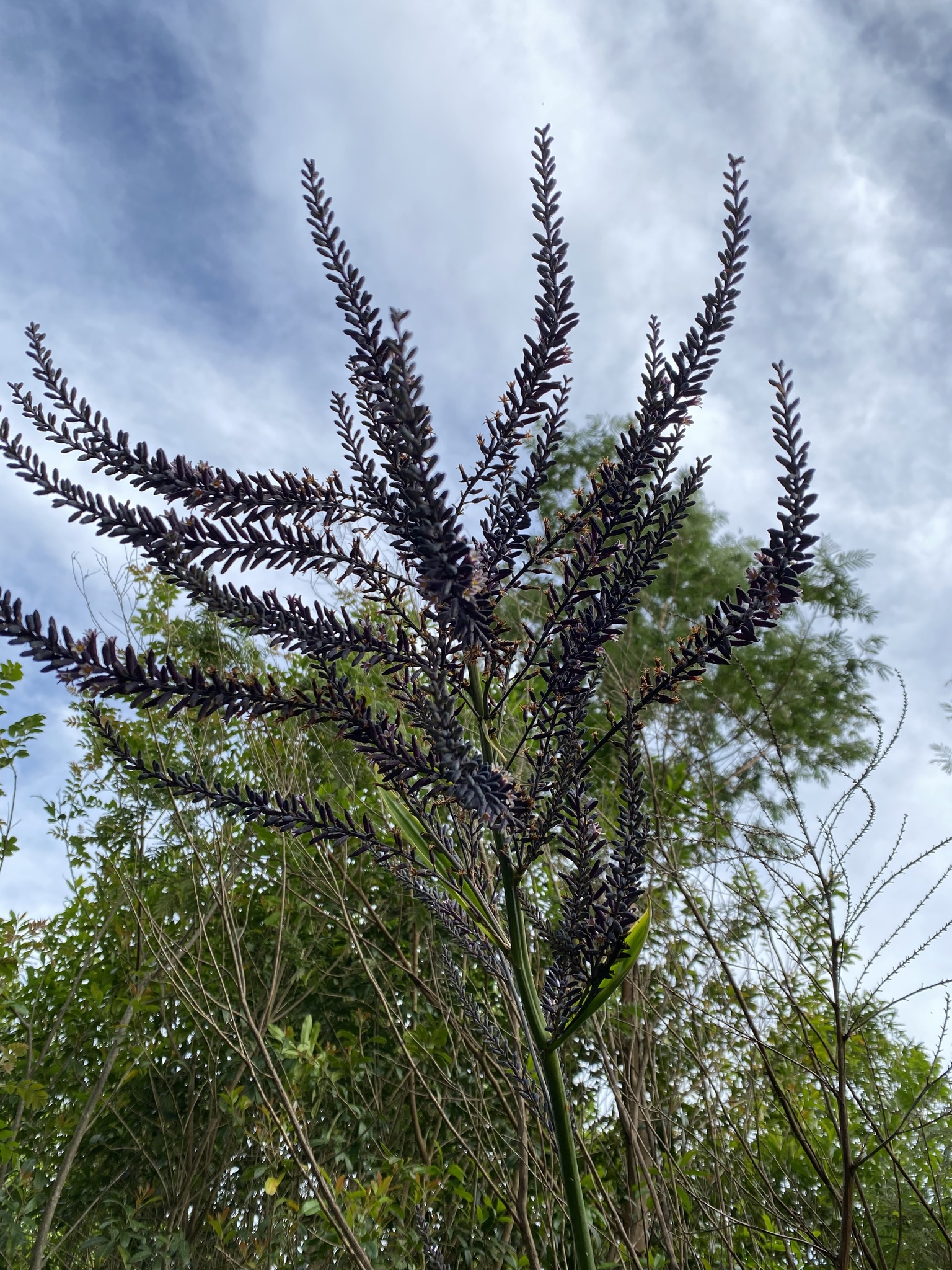 Cordyline sellowiana