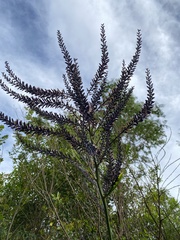 Cordyline