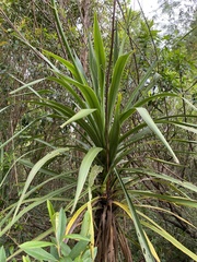 Cordyline