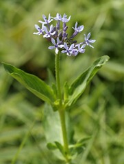 Pentanisia prunelloides