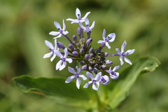 Pentanisia prunelloides