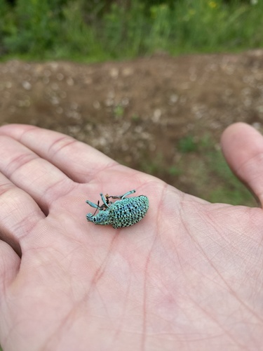 Rhigus nigrosparsus